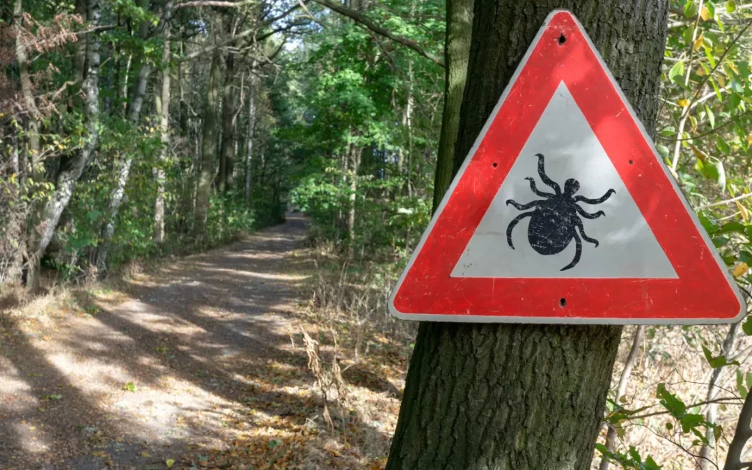 Czym jest borelioza? Jakie są jej objawy i sposób leczenia?